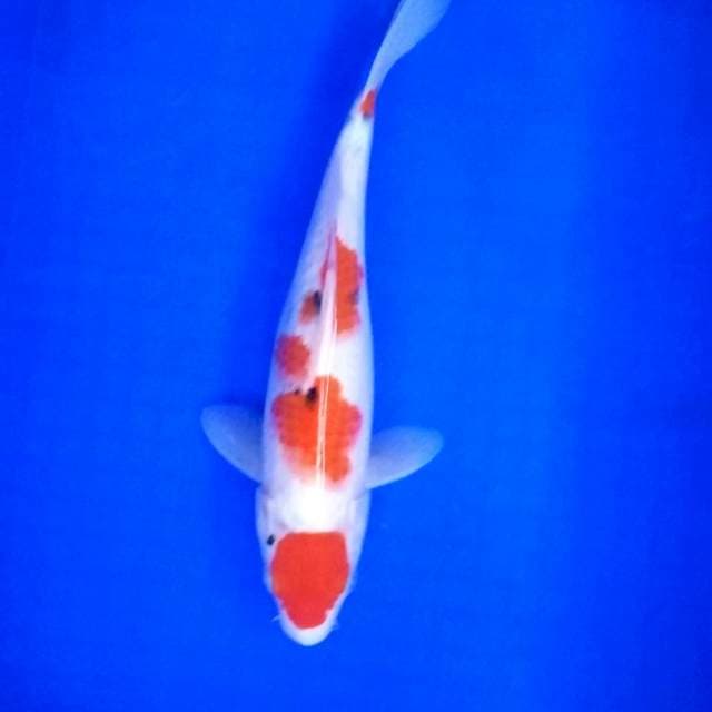 Maruten Sanke # 32cm