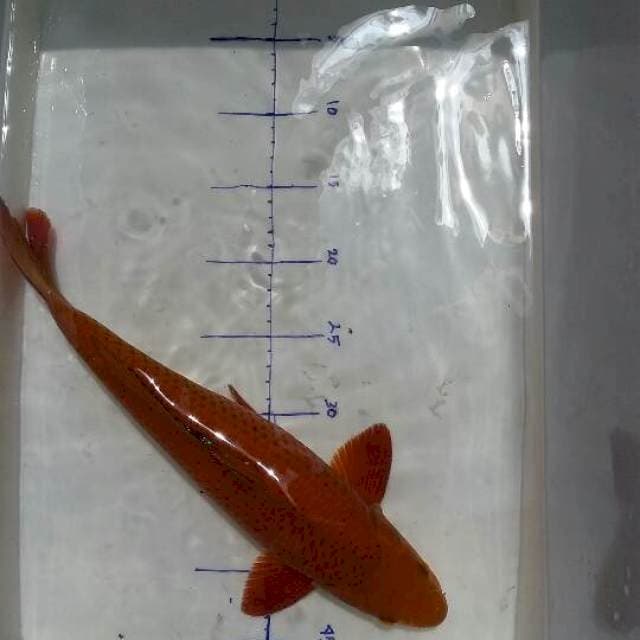 Chagoi Soklat