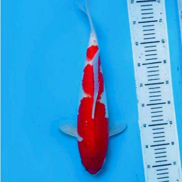 F1 kohaku beni tebal 45/m