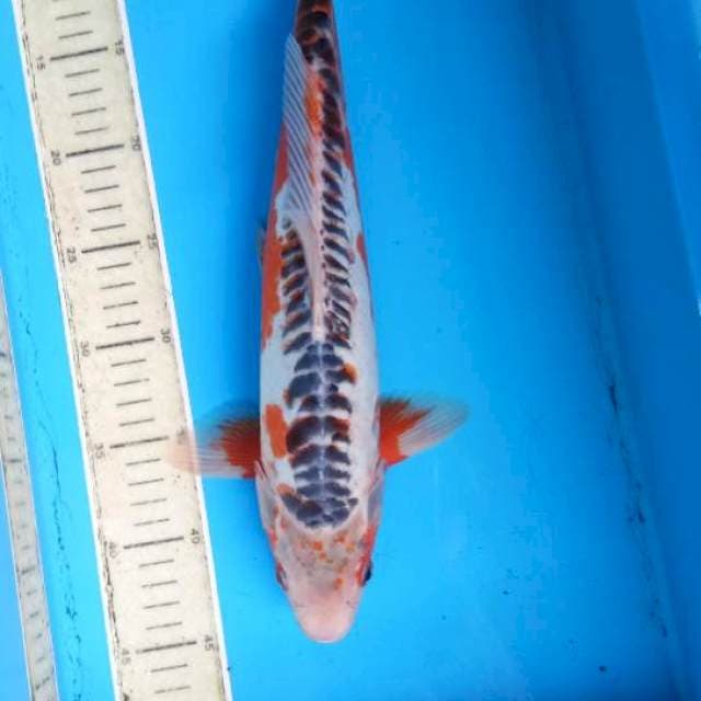 Male37cm