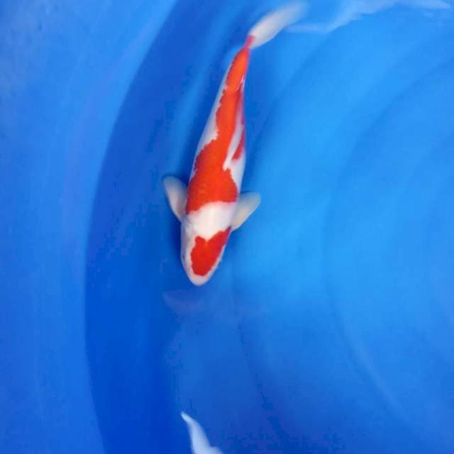 Maruten kohaku 33 cm