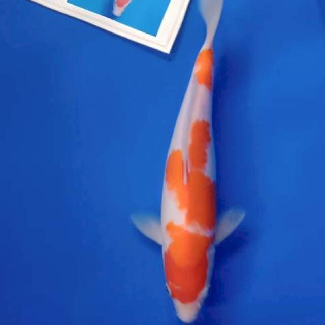 Kohaku import marusei farm