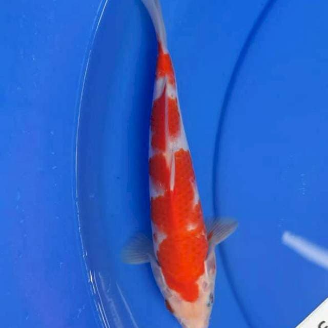 Kohaku