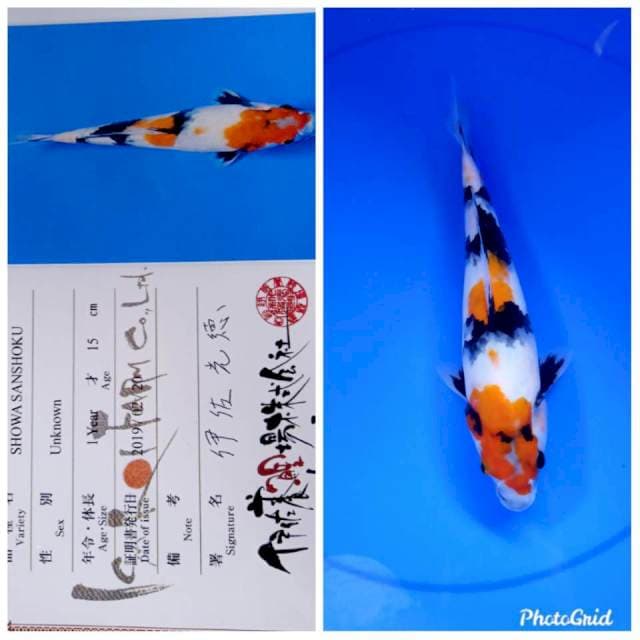 Showa tosai jumbo isa