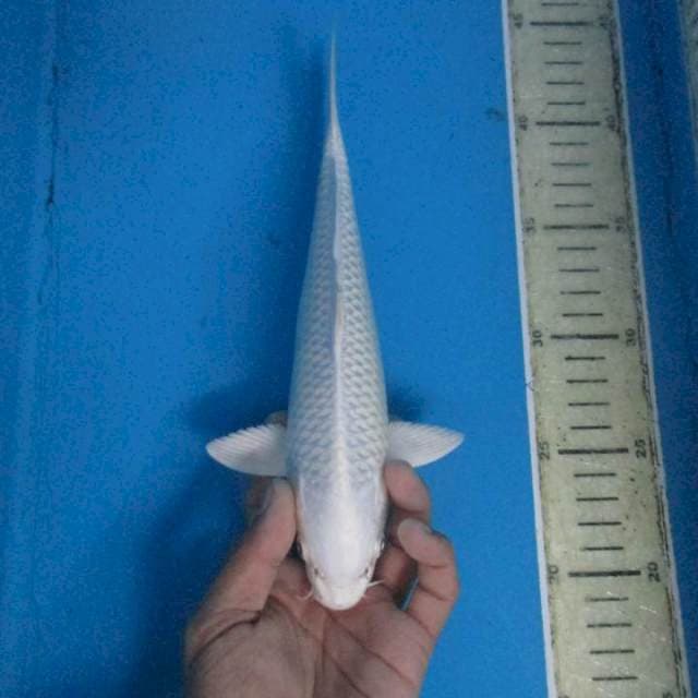 Platinum20cm