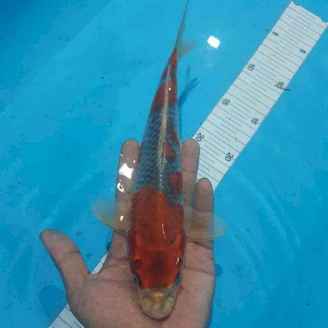 Ghosiki 26cm