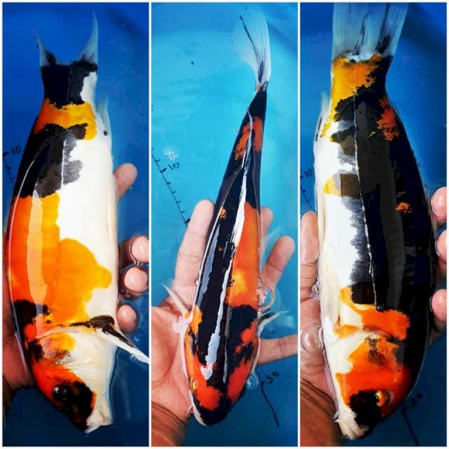 Showa Doitsu 32cm