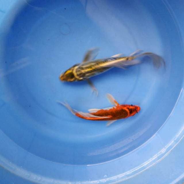 Kumpai 20&24cm