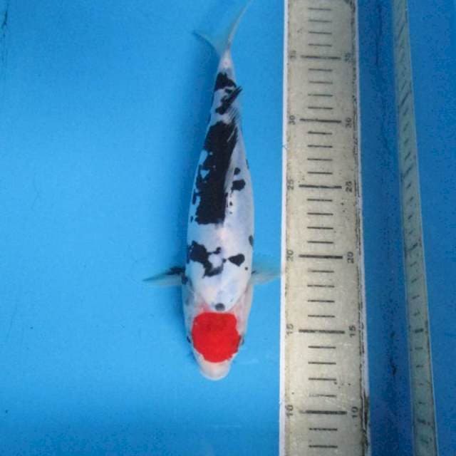 Tanco doitsu25cm