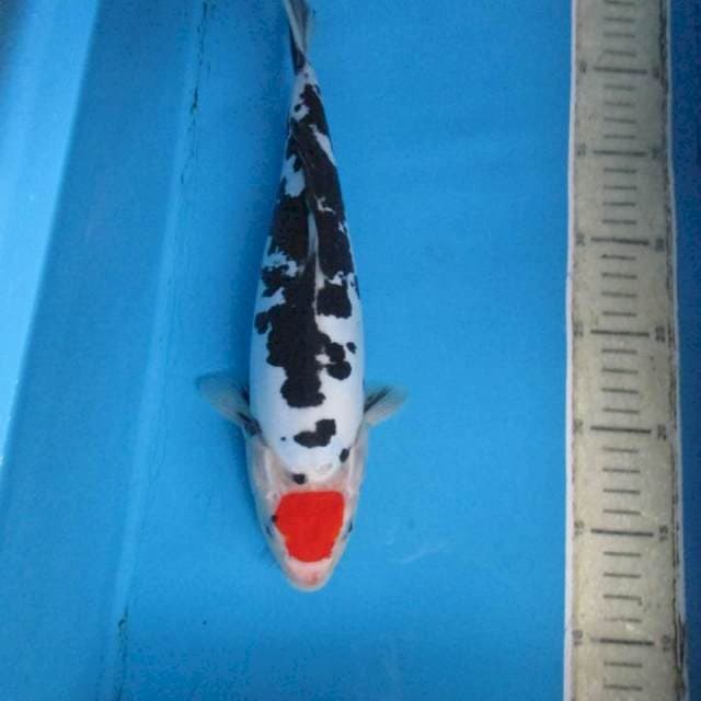 Tanco doitsu35cm