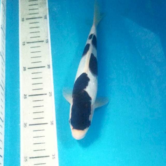 Budo Goromo, male 24cm