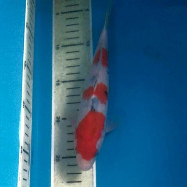 Sanke Tategoi, 22cm