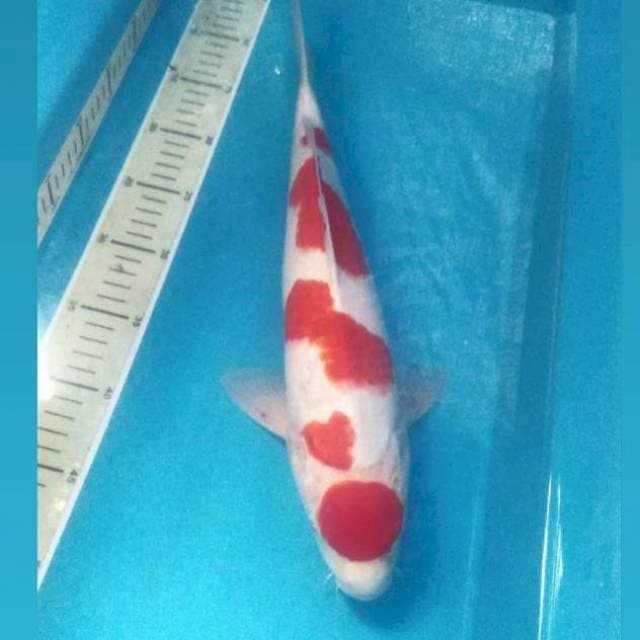 Kohaku, male 40cm