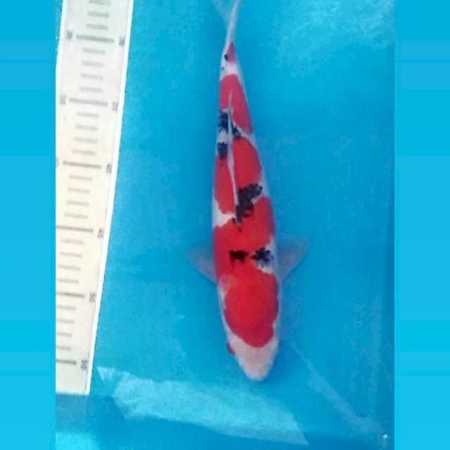 Sanke, male 30cm