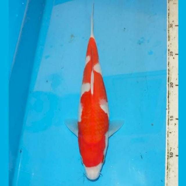 28cm KOHAKU inazuma