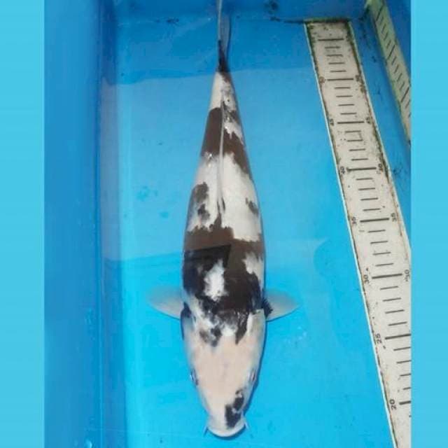 37cm SHIRO bongsor