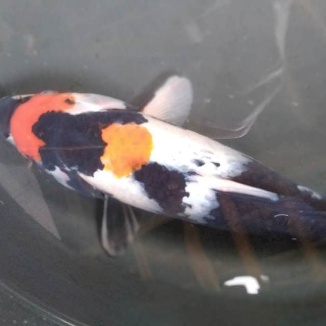 26 cm Showa