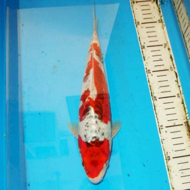 31cm GOSHIKI DOITSU