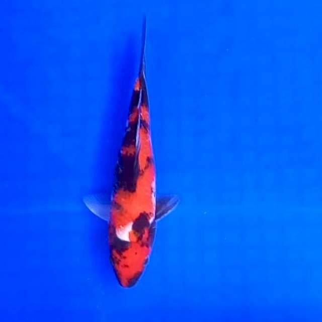 2. Hi Showa || 20 cm
