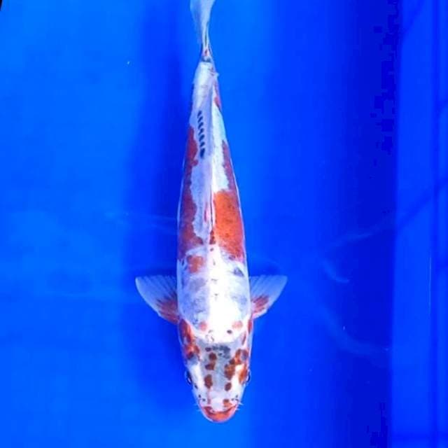 3. Kiko || 30 cm