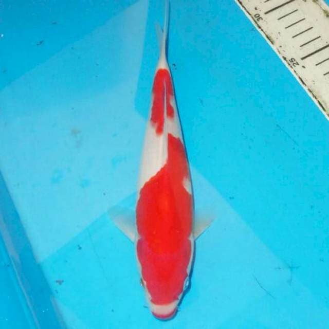 28cm KOHAKU