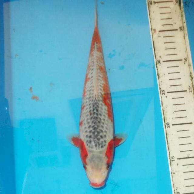 29cm HI ASAGI