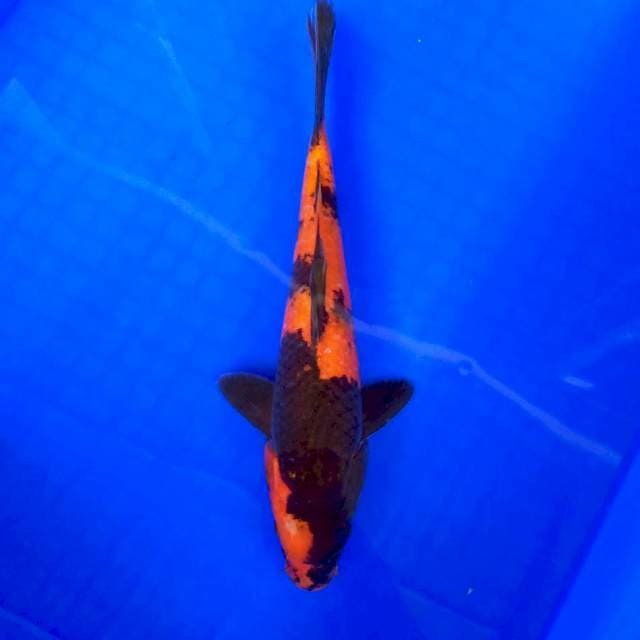 6. Utsuri || 25 cm