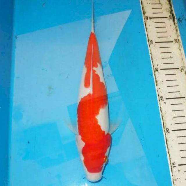 KOHAKU