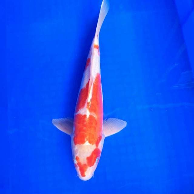 Kohaku Doitsu // 35 cm