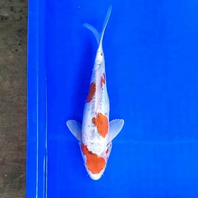 Kiko // 30 cm