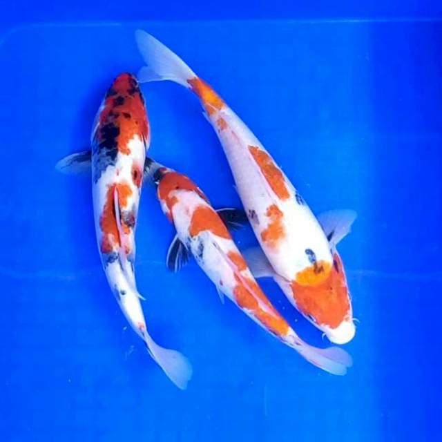 Showa // 25 - 28 cm