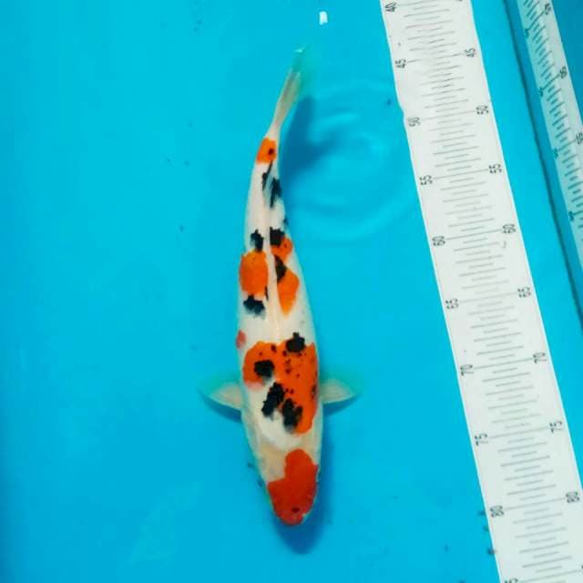Sanke 35 cm