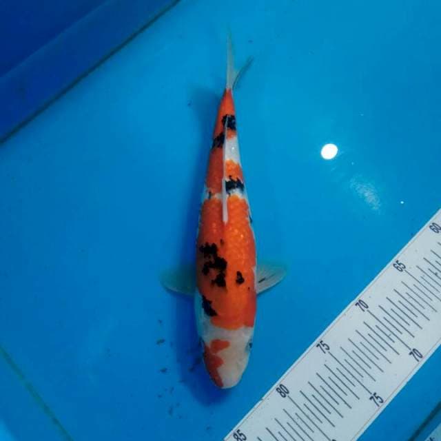 Sanke 33cm