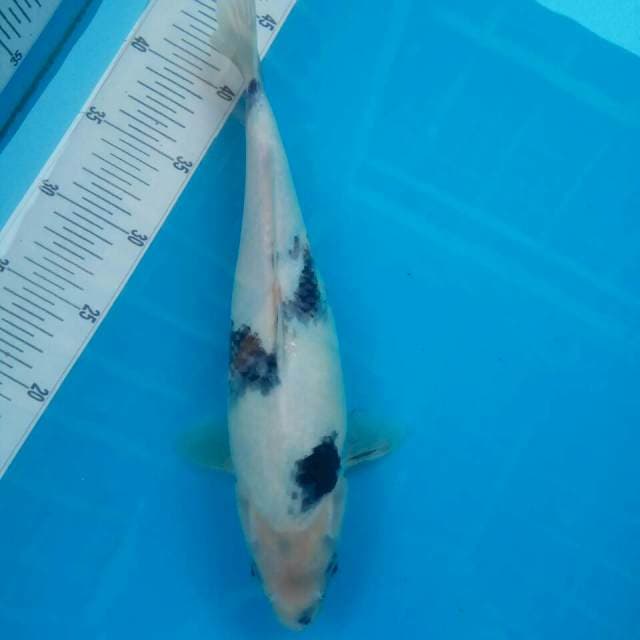 Shiro 30cm