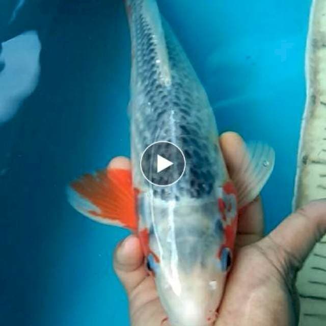ASAGI 35 CM MALE