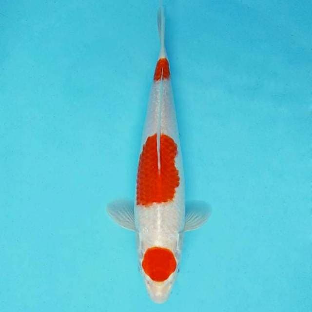 KARURA 1 - MARUTEN KOHAKU HIKARI ®