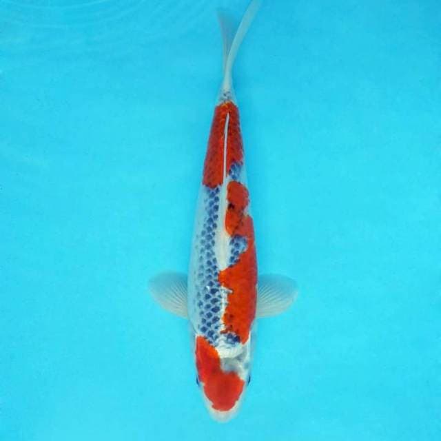 KARURA 7 - GOSHIKI ®