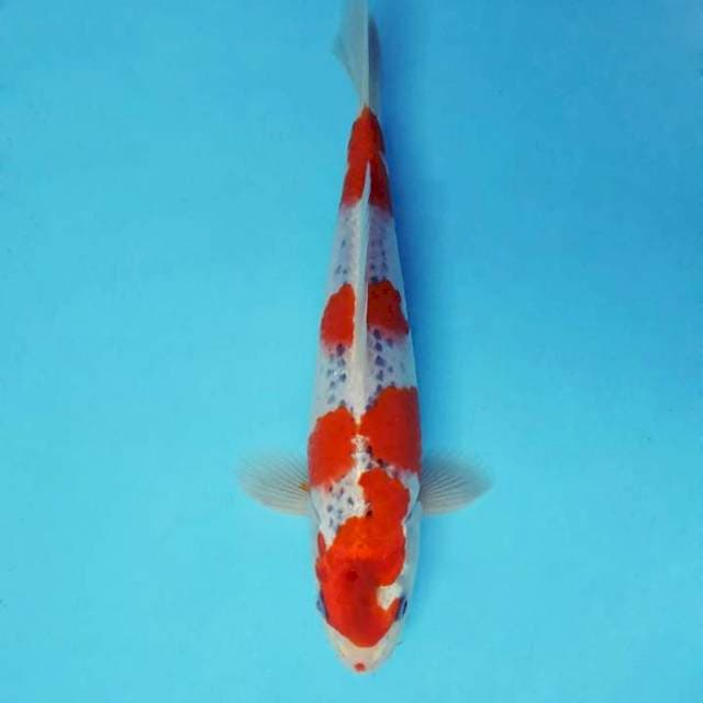 KARURA 9 - GOSHIKI ®