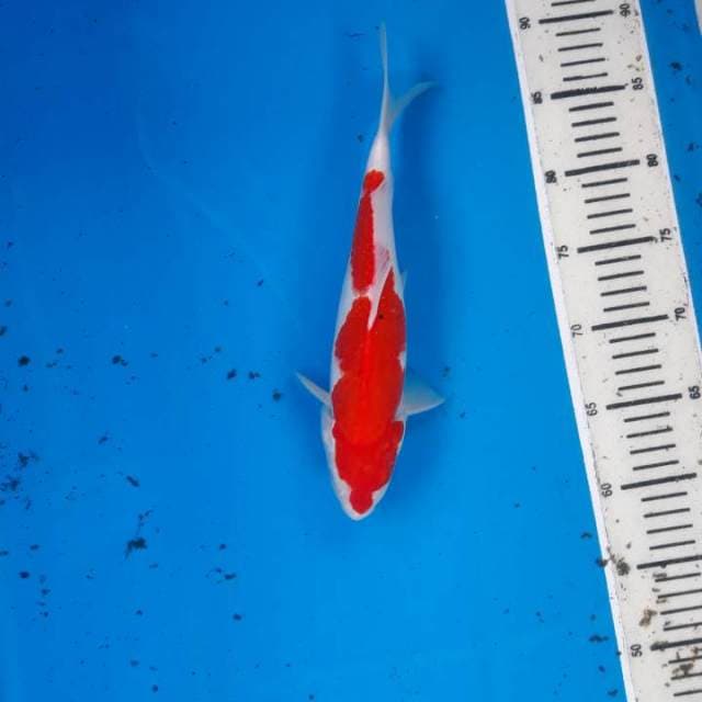 Kohaku