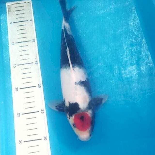 Tancho Showa, 29cm