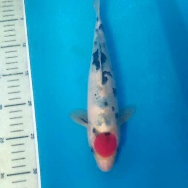 Tancho Sanke, 28 cm