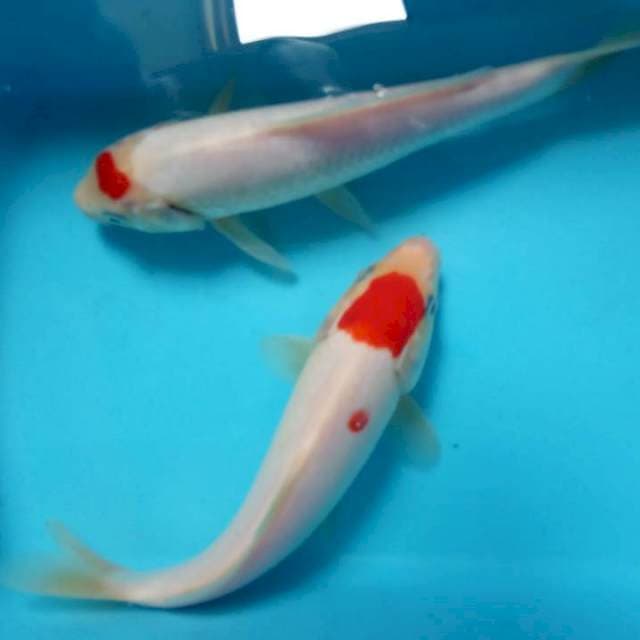 Kohaku
