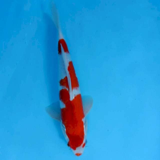 GOSHIKI 35 MALE