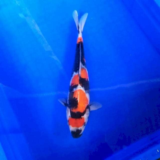 Maru showa*30cm