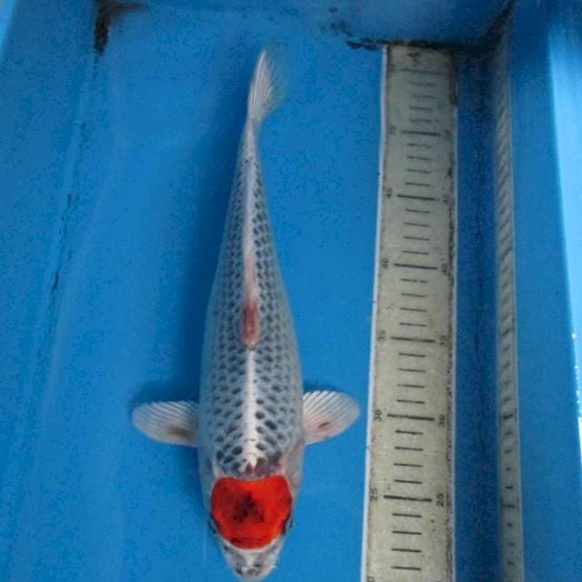 Tanco kujaku35cm