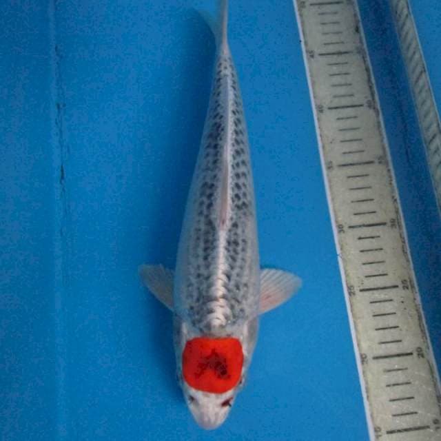 Tanco kujaku35cm