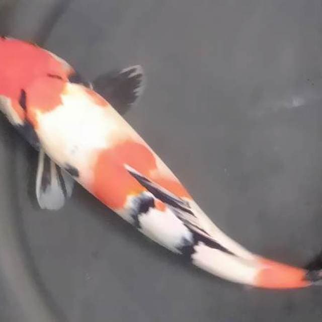 Showa 30 cm