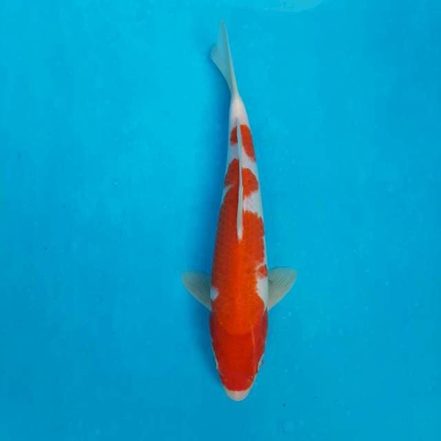 kohaku f1 sakai