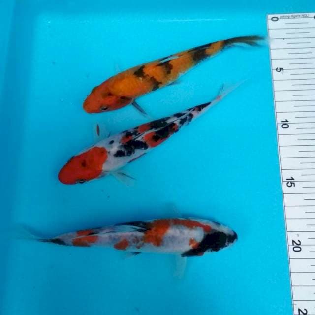 Mix 16-18cm