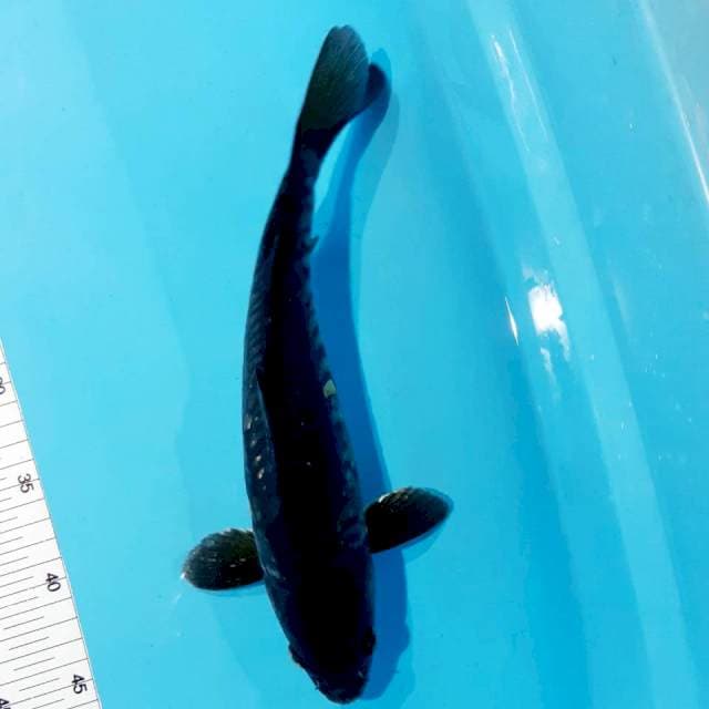 Suragoi male 30 cm